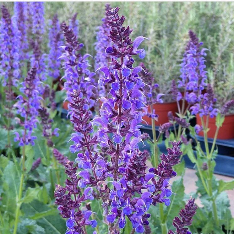 Salvia nemorosa 'Blue By You' ~ Blue By You Meadow Sage - Delivered By ServeScape