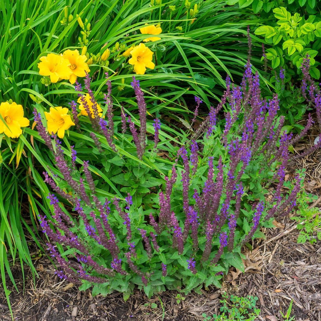 Salvia nemorosa 'Haeumanarc' ~ Marcus® Meadow Sage-ServeScape