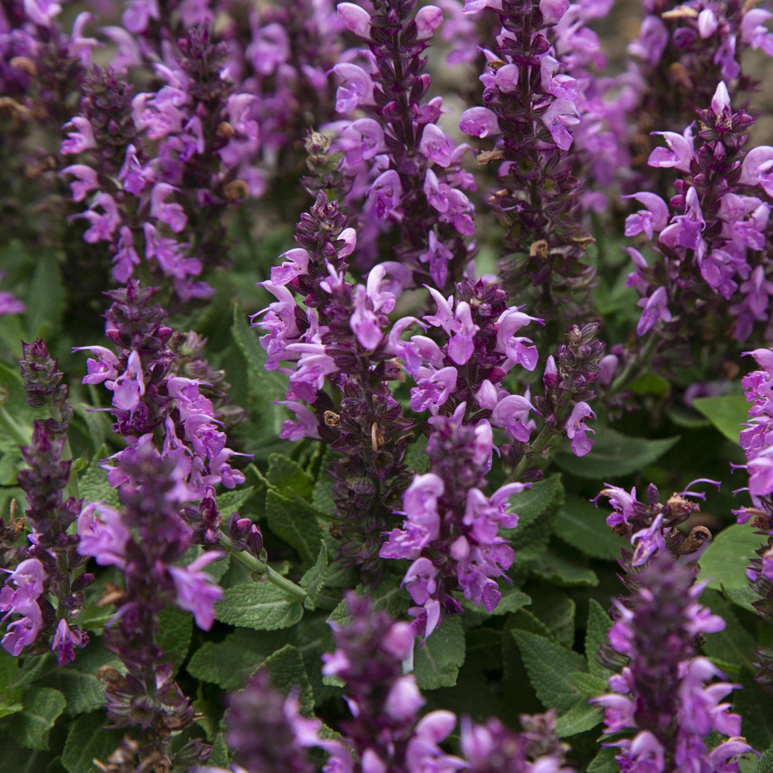 Rose Marvel Meadow Sage - Salvia nemorosa 'Rose Marvel' – ServeScape