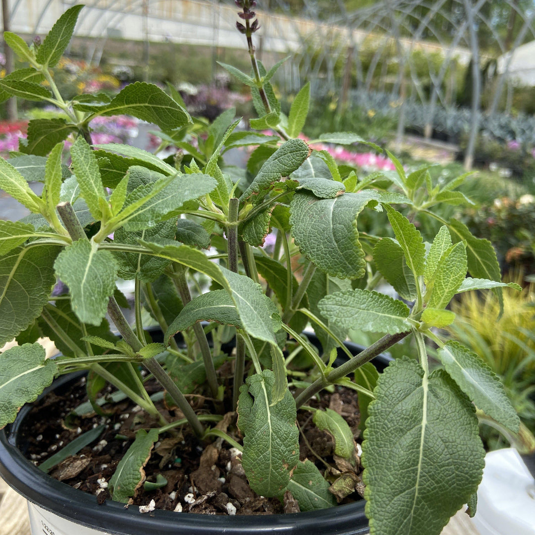 Salvia nemorosa ‘violet profusion’ ~ perennial Salvia - Delivered By ServeScape
