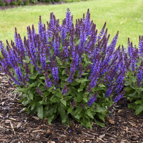 Salvia nemorosa ‘violet profusion’ ~ Violet Profusion Meadow Sage-ServeScape