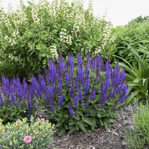 Salvia nemorosa ‘violet profusion’ ~ Violet Profusion Meadow Sage-ServeScape