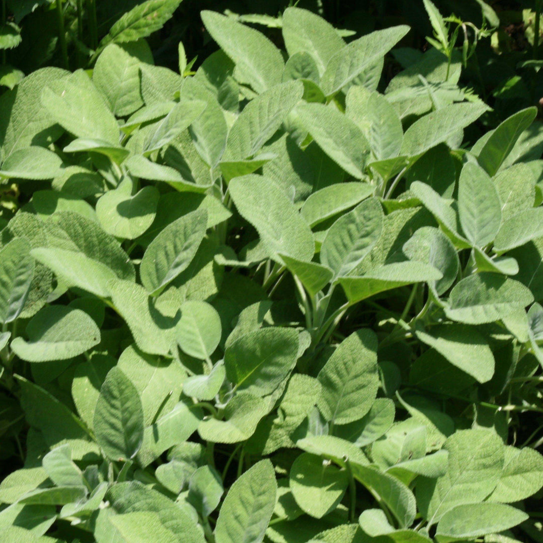 Salvia officinalis 'Berggarten'~ Berggarten Sage - Delivered By ServeScape