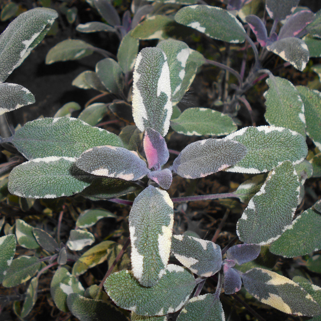 Salvia officinalis 'Tricolor' ~ Tricolor Culinary Sage-ServeScape