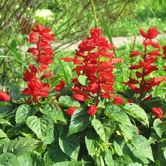 Salvia splendens 'PAS3285' ~ Vista™ Red Salvia-ServeScape