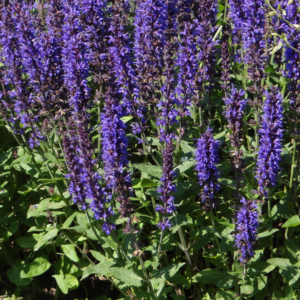 Salvia x nemorosa 'Balyriclu' ~ Lyrical™ Blues Meadow Sage-ServeScape