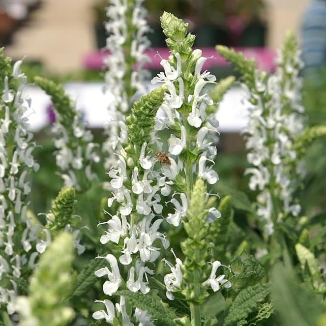 Salvia x nemorosa 'Florsalwhite' ~ Lyrical™ White Meadow Sage-ServeScape