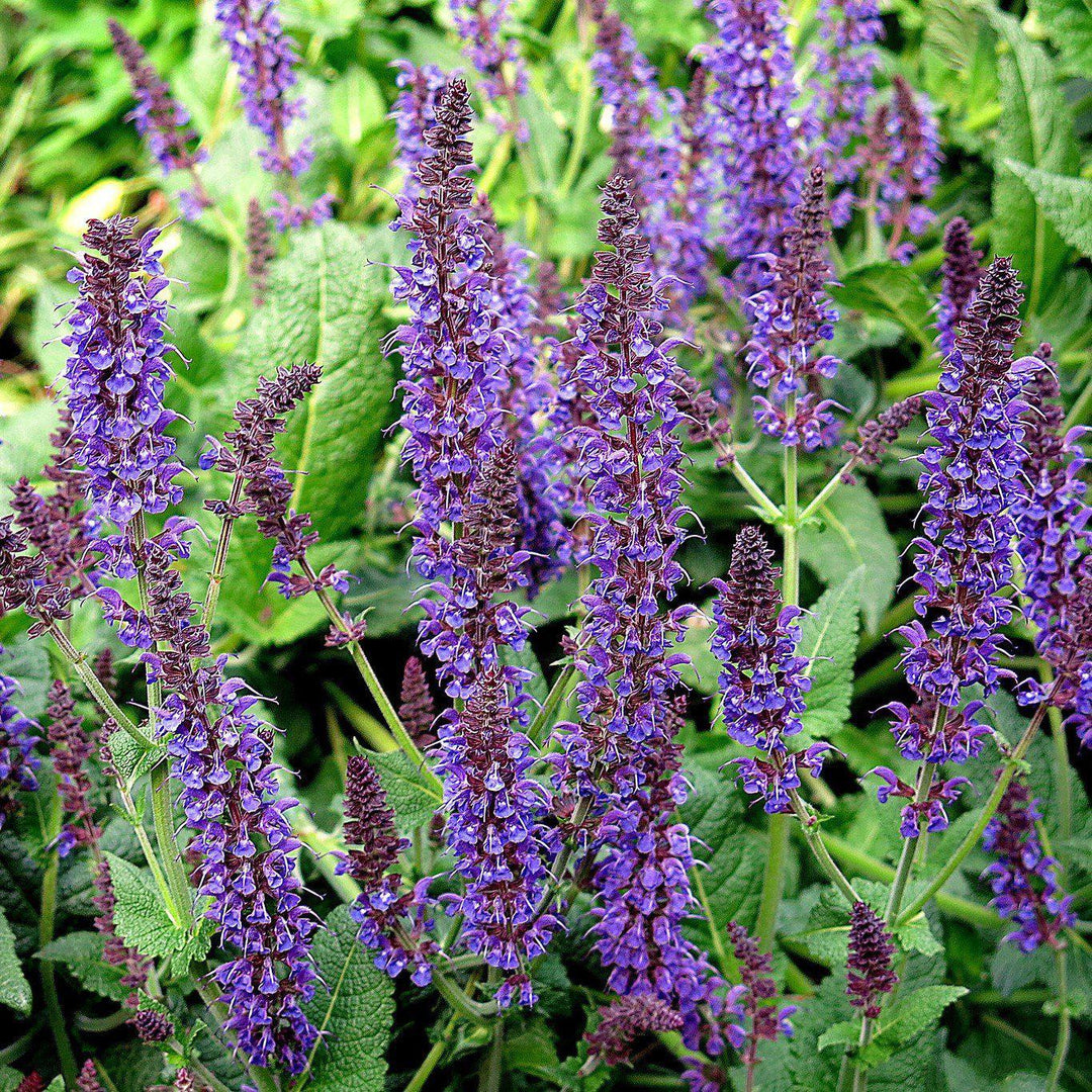 Salvia x sylvestris 'Mainacht’ ~ May Night Wood Sage - Delivered By ServeScape