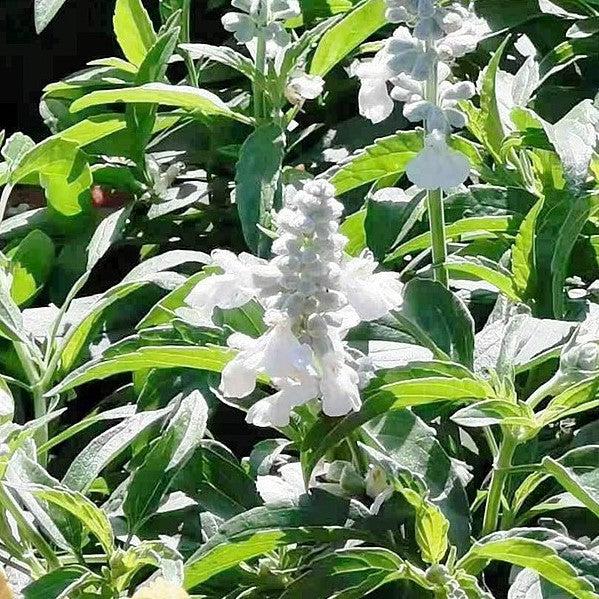Salvia farinacea 'Cathedral White' ~ Cathedral® White Salvia-ServeScape