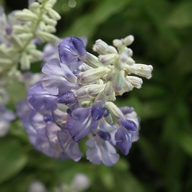 Salvia farinacea 'Cathedral Lavender' ~ Cathedral® Lavender Salvia-ServeScape