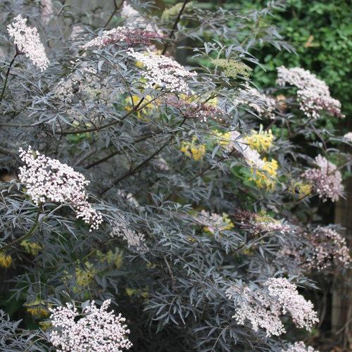 Sambucus nigra 'Eva' ~ Black Lace® Elderberry-ServeScape