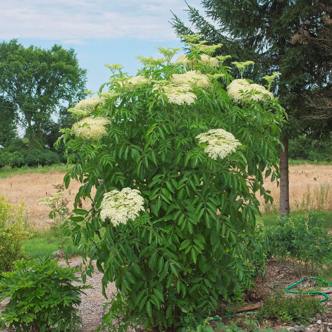 Sambucus nigra canadensis ~ Common Elderberry-ServeScape