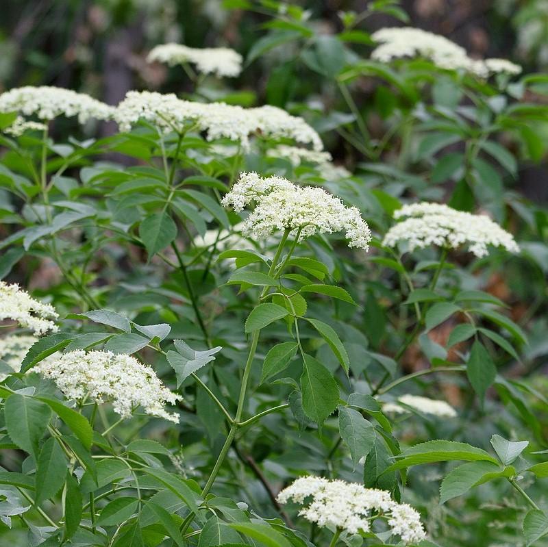 Sambucus nigra canadensis ~ Common Elderberry-ServeScape