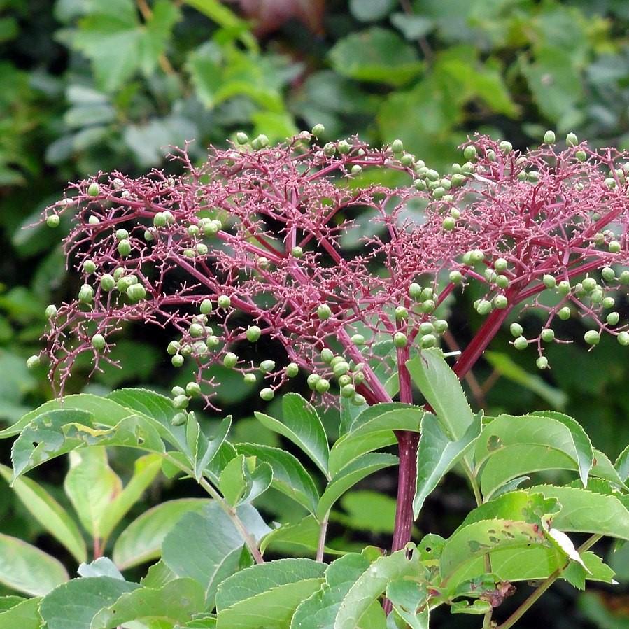 Sambucus nigra canadensis ~ Common Elderberry-ServeScape