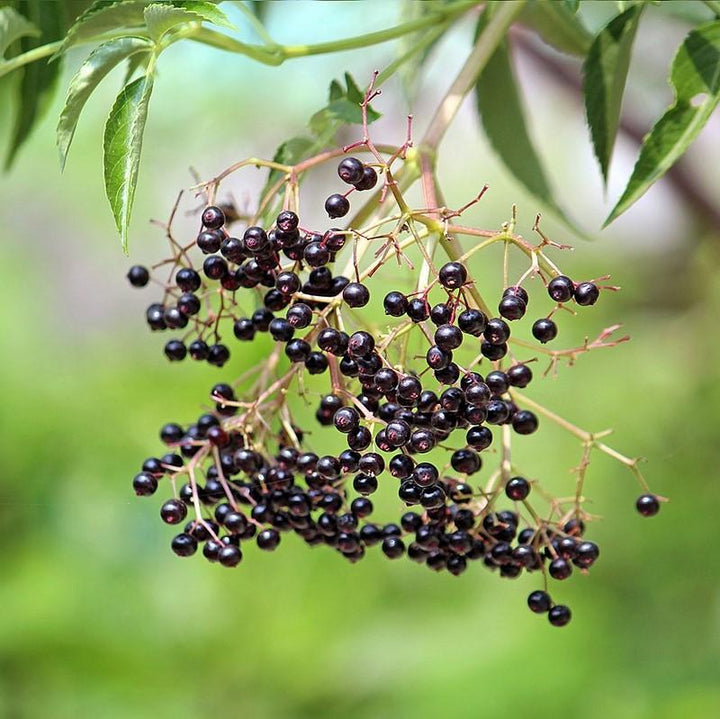 Sambucus nigra canadensis ~ Common Elderberry-ServeScape