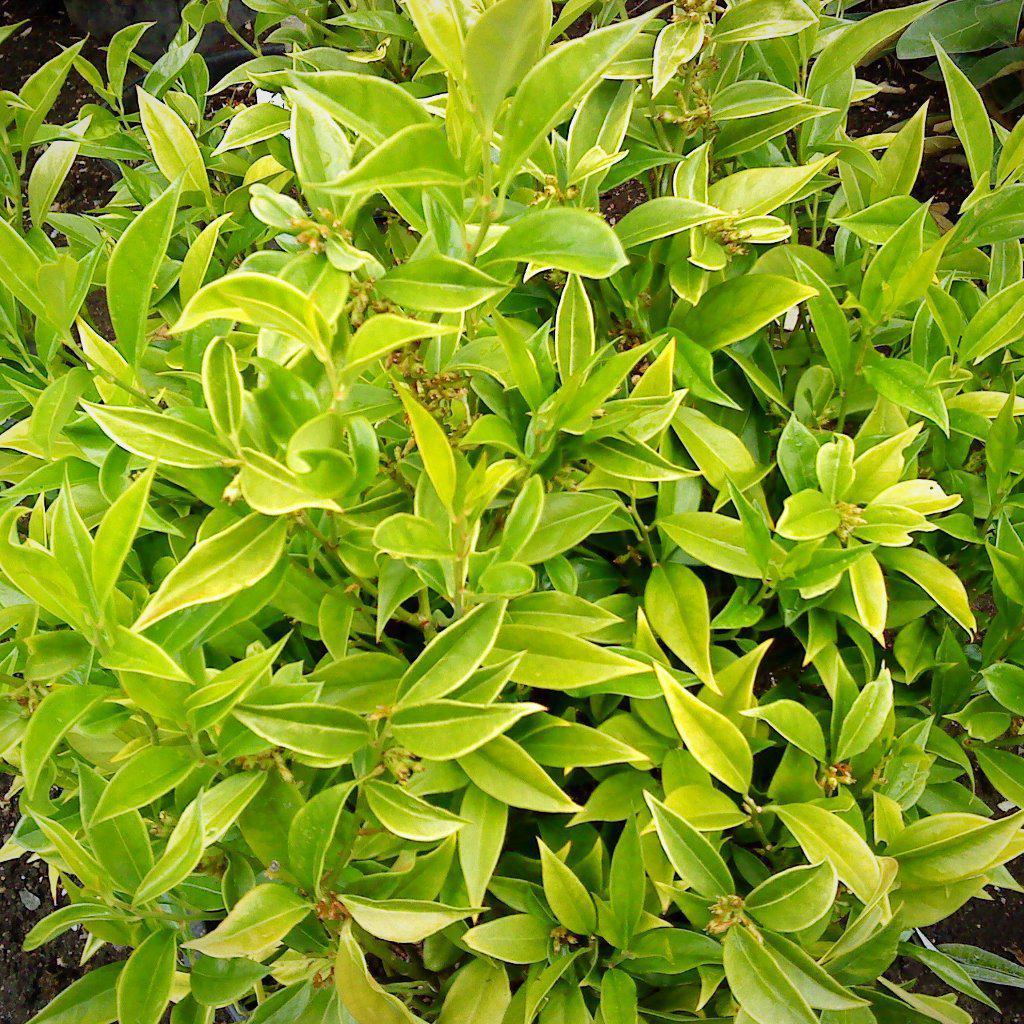Sarcococca orientalis ~ Chinese Sweetbox - Delivered By ServeScape