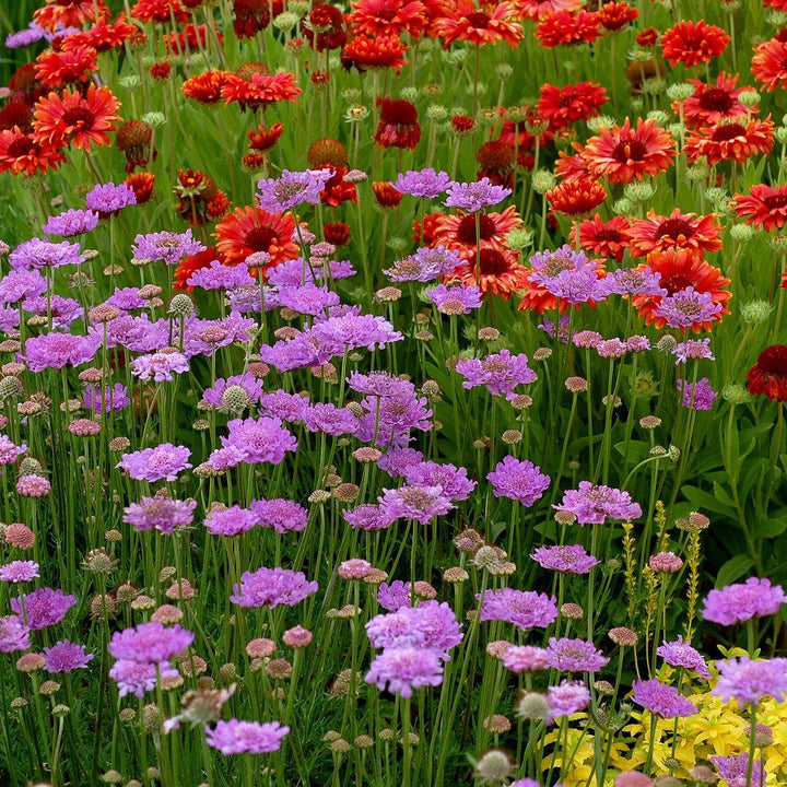 Scabiosa 'Vivid Violet' PP #19,260 ~ Vivid Violet Pincushion Flower-ServeScape