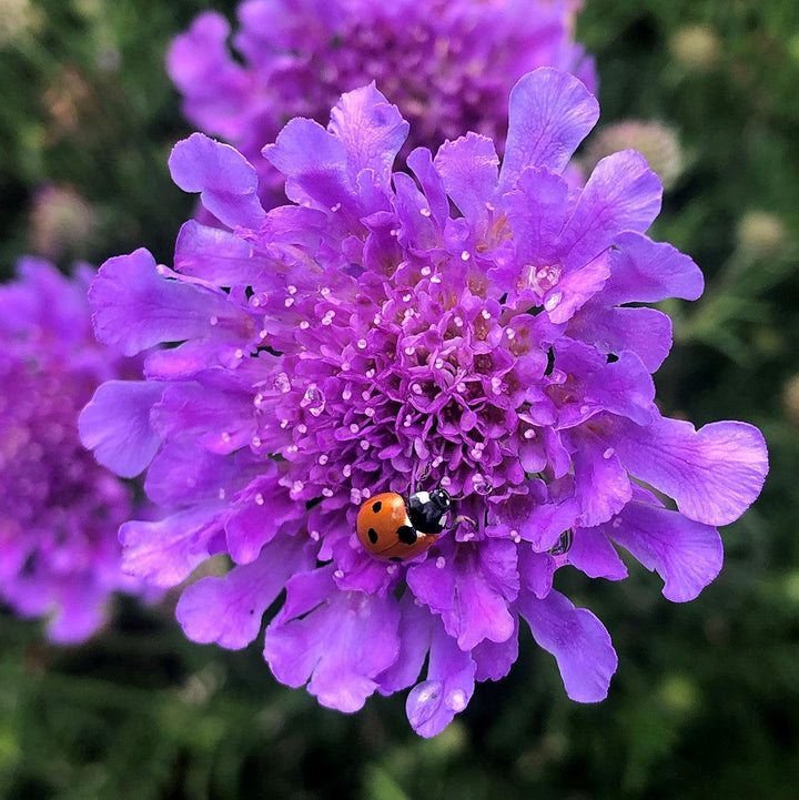 Scabiosa 'Vivid Violet' PP #19,260 ~ Vivid Violet Pincushion Flower-ServeScape