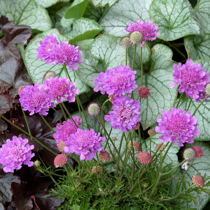 Scabiosa 'Vivid Violet' PP #19,260 ~ Vivid Violet Pincushion Flower-ServeScape