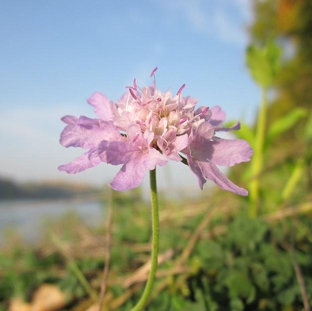 Scabiosa columbaria 'Balfluttropi' ~ Flutter™ Rose Pink Pincushion Flower-ServeScape