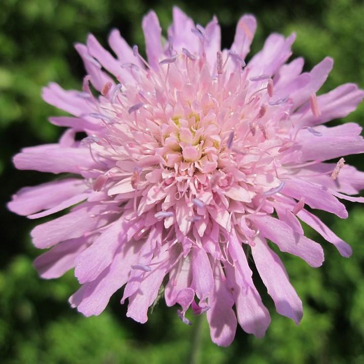 Scabiosa columbaria 'Balfluttropi' ~ Flutter™ Rose Pink Pincushion Flower-ServeScape