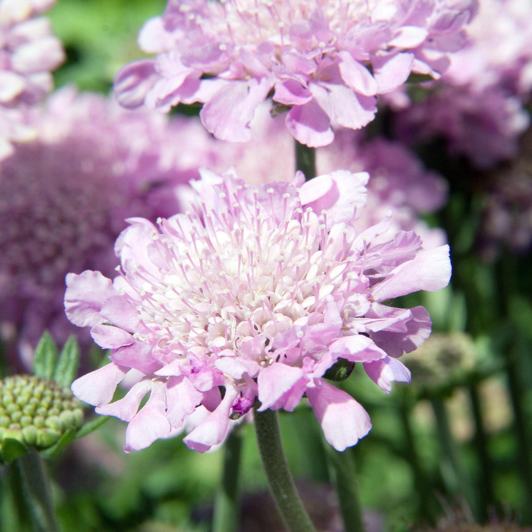 Pincushion Flower Scabiosa columbaria Pink Mist from Growing Colors