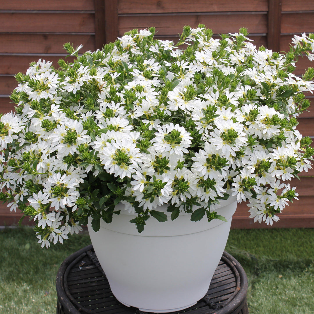 Scaevola 'Surdiva White' ~ SURDIVA® White Fan Flower-ServeScape