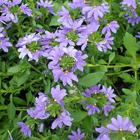 Scaevola aemula 'Saphira Blue' ~ Saphira Blue Fan Flower-ServeScape