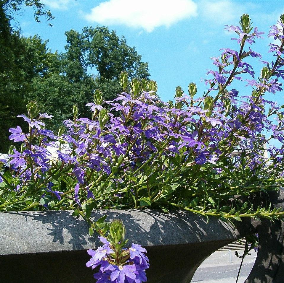 Scaevola aemula 'Saphira Blue' ~ Saphira Blue Fan Flower-ServeScape