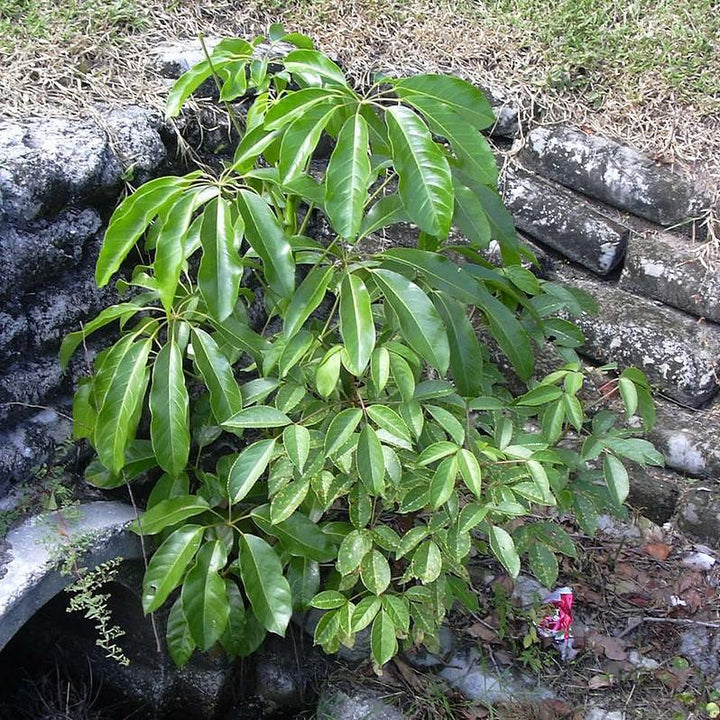 Schefflera actinophylla 'Amate' ~ Amate Umbrella Plant-ServeScape