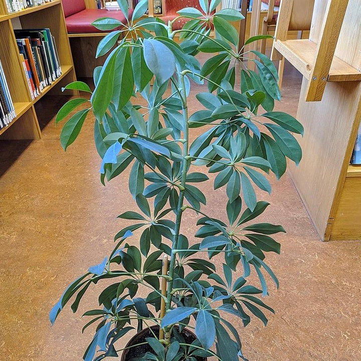 Schefflera actinophylla 'Amate' ~ Amate Umbrella Plant-ServeScape