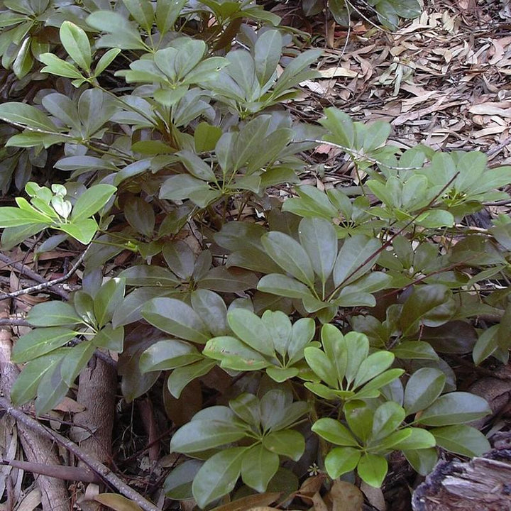 Schefflera arboricola ~ Dwarf Umbrella Plant-ServeScape