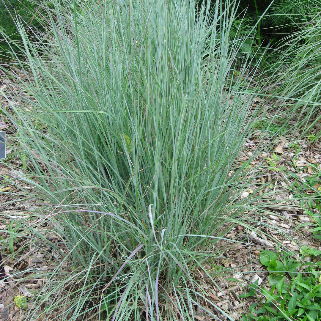 Schizachyrium scoparium 'Prairie Blues' ~ Prairie Blues Little Bluestem - Delivered By ServeScape