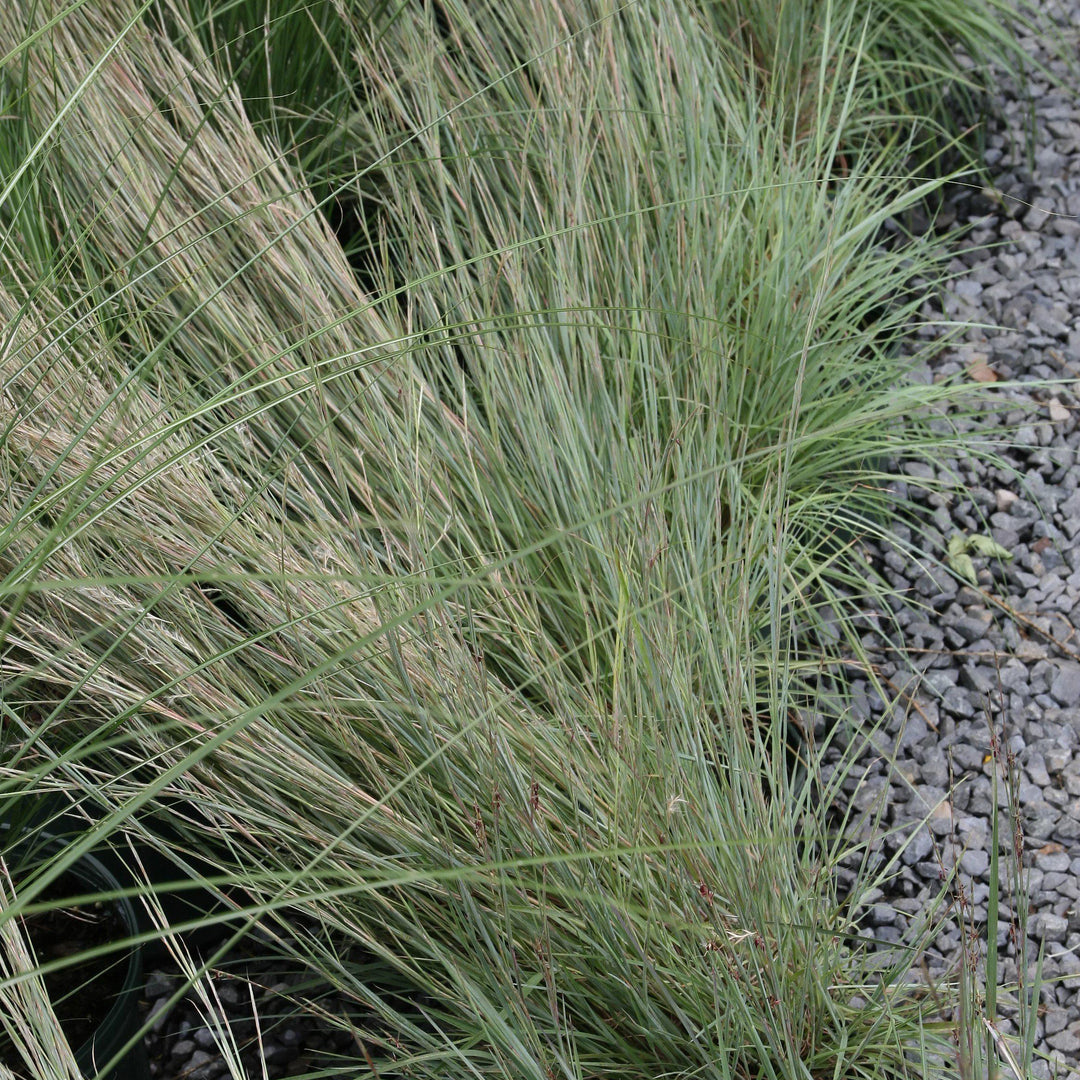 Schizachyrium scoparium 'The Blues'  ~ The Blues Little Bluestem - Delivered By ServeScape