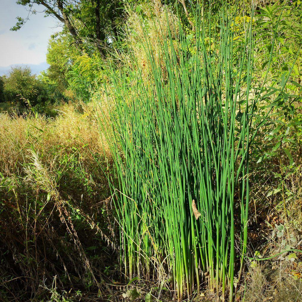 Schoenoplectus tabernaemontani ~ Softstem Bulrush - Delivered By ServeScape