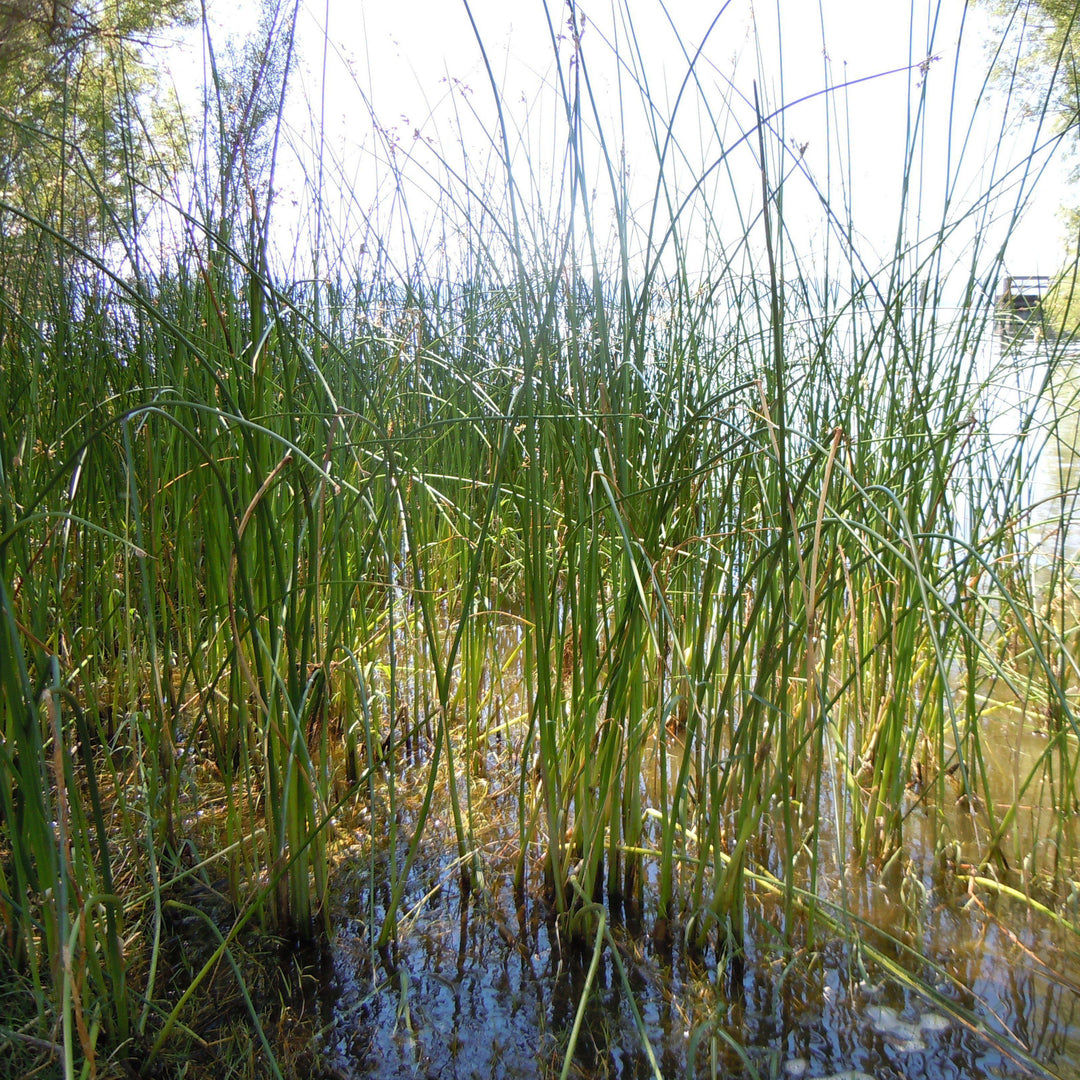 Scirpus validus ~ Soft-Stemmed Bulrush-ServeScape