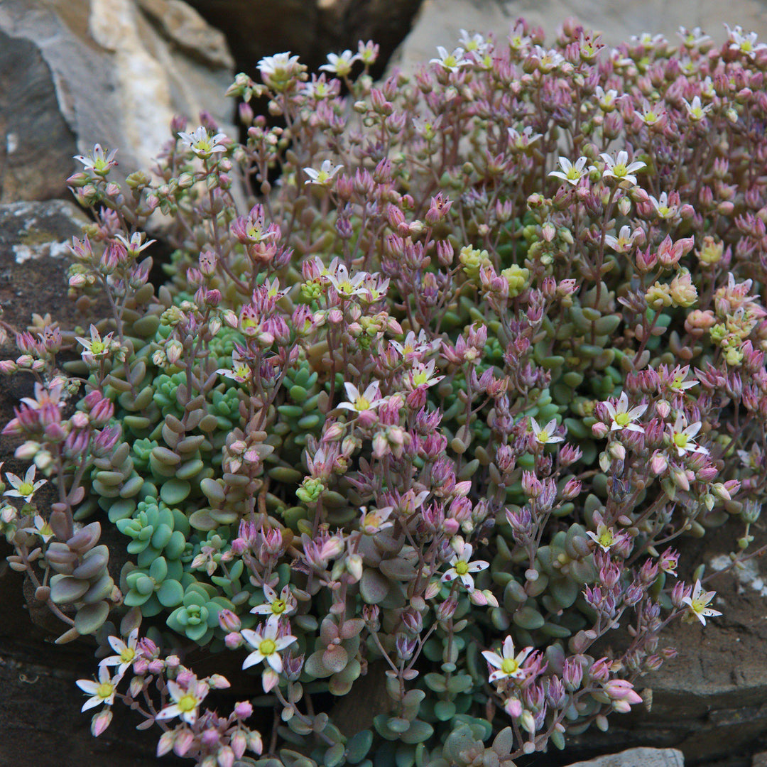 Sedum dasyphyllum ~ Corsican Stonecrop - Delivered By ServeScape