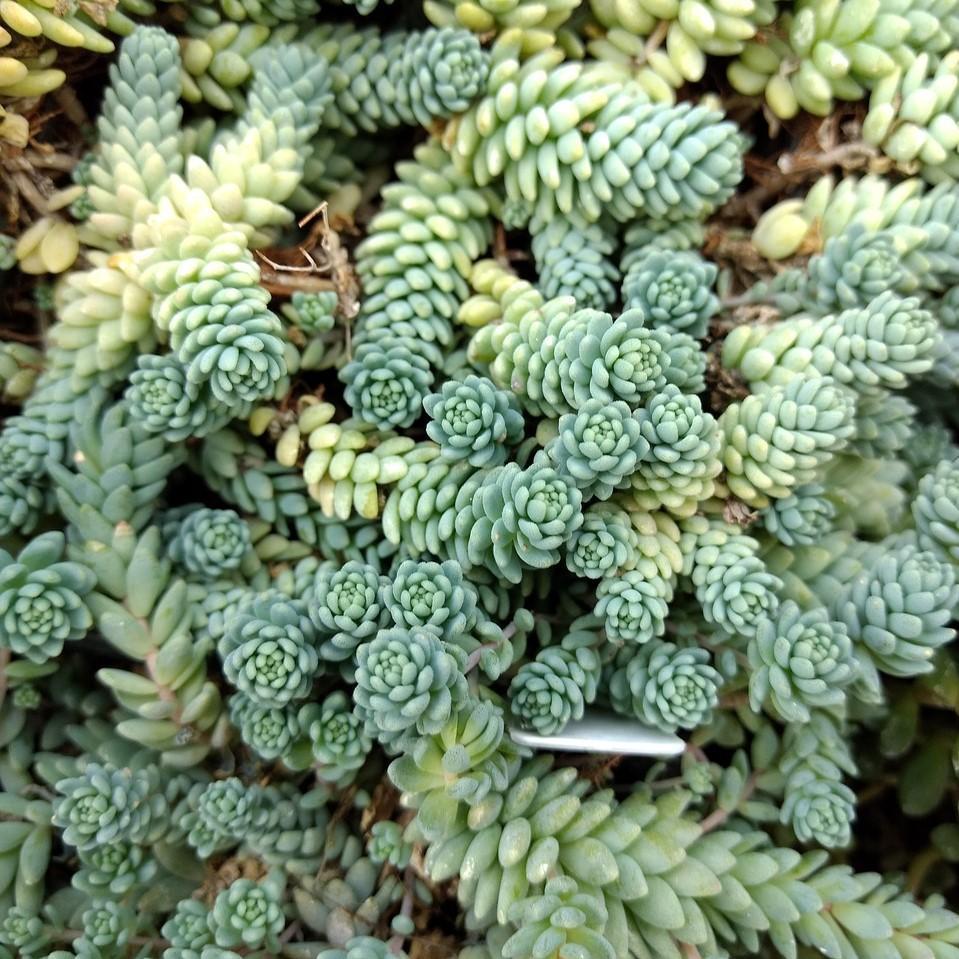 Sedum dasyphyllum 'Major' ~ Major Corsican Stonecrop-ServeScape
