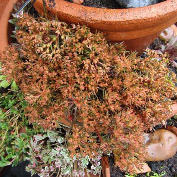 chocolate ball succulent Chocolate Ball Creeping Stonecrop