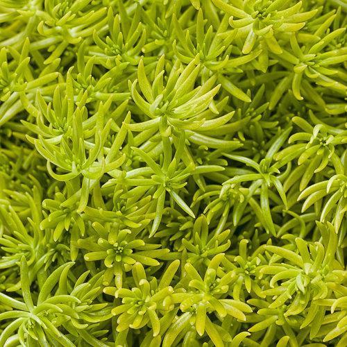 Sedum mexicanum ~ Lemon Coral Stonecrop - Delivered By ServeScape