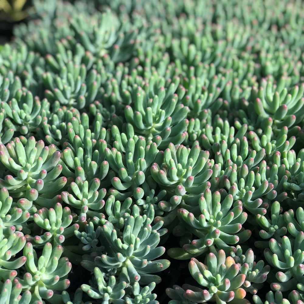 Sedum pachyphyllum 'Tropical Blue' ~ Tropical Blue Many Fingers, Jelly Bean Plant - Delivered By ServeScape