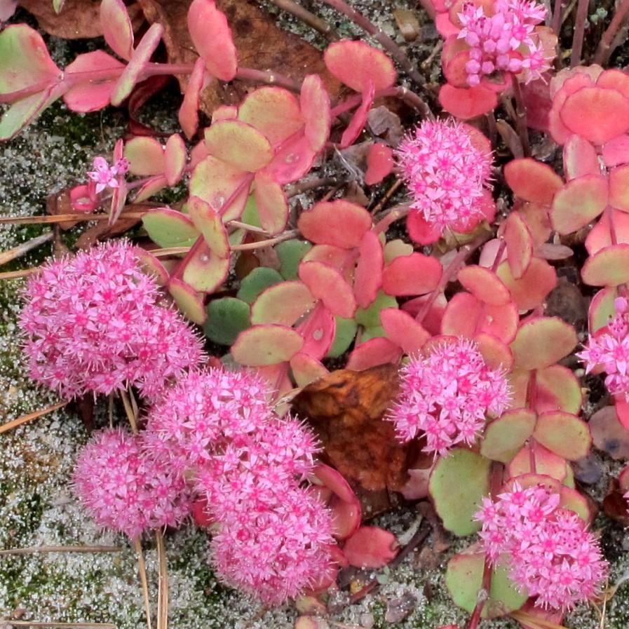 Sedum sieboldii 'October Daphne'  ~ October Daphne Stonecrop - Delivered By ServeScape