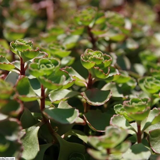 Sedum spurium 'Fuldaglut' ~ Fuldaglut Stonecrop - Delivered By ServeScape