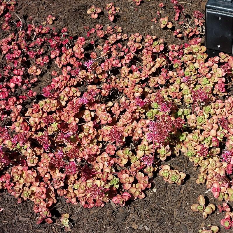 Sedum spurium 'Red Carpet' ~ Red Carpet Stonecrop-ServeScape