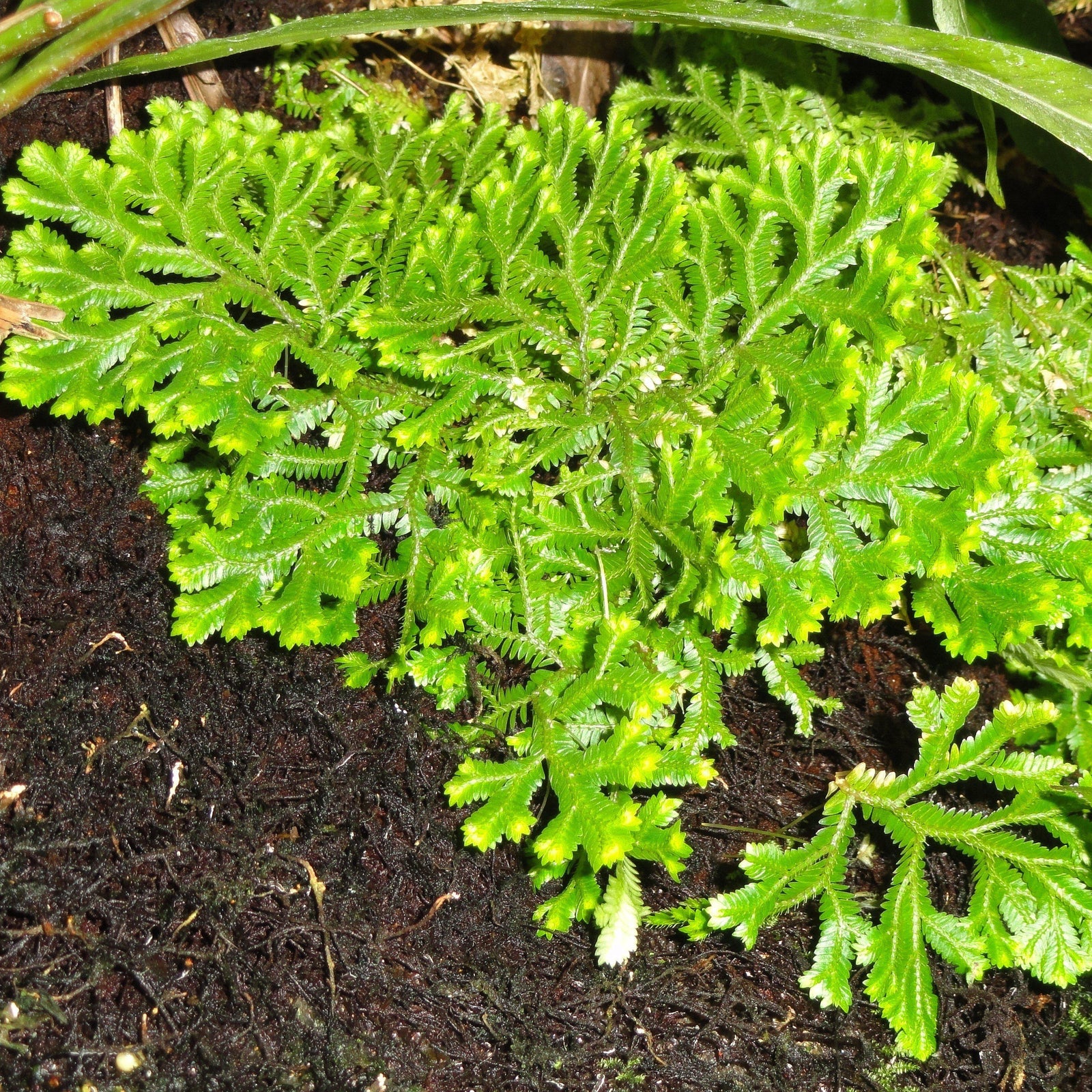 Selaginella Emmeliana ~ Emmeliana Spikemoss, Pale Spikemoss-ServeScape