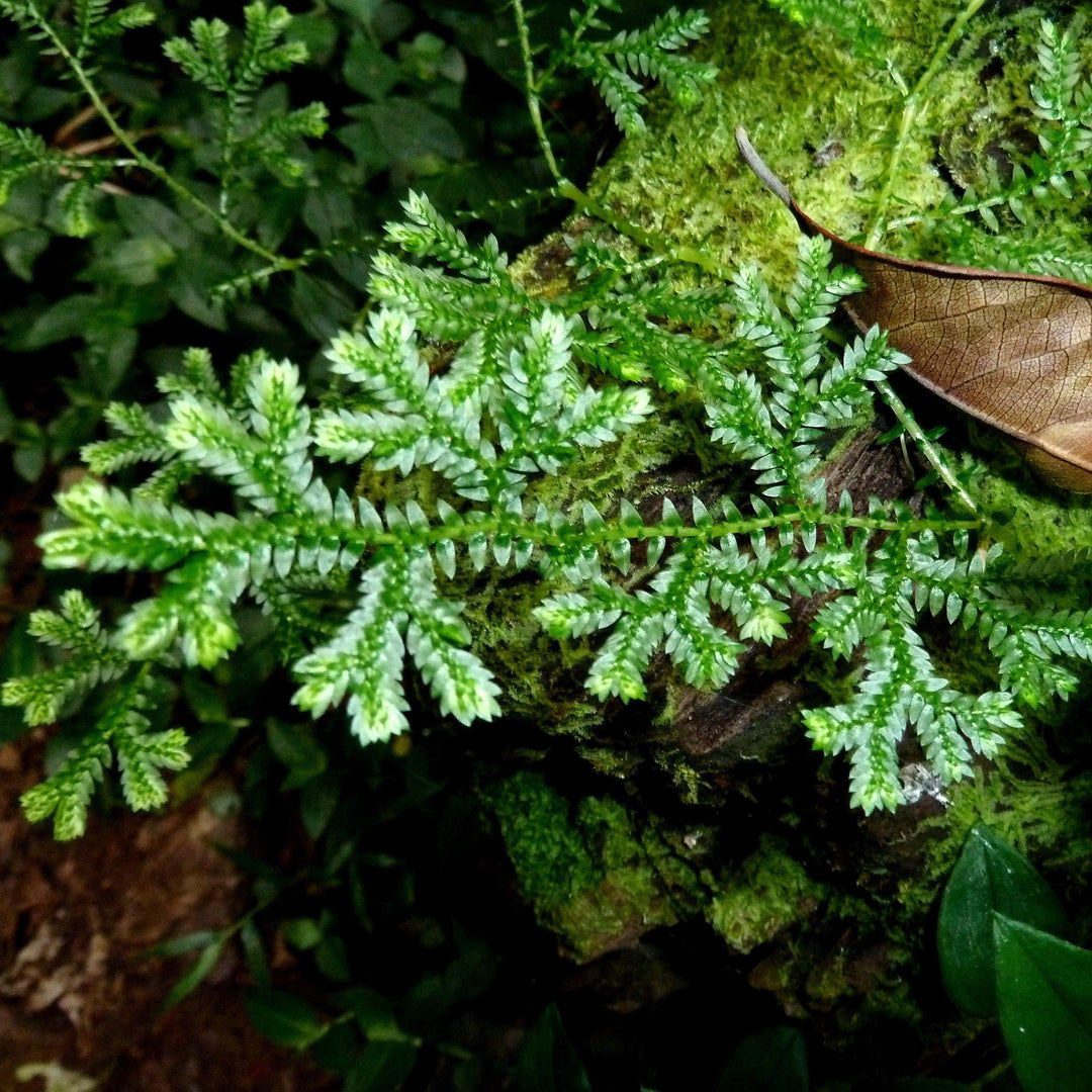 Selaginella kraussiana ~ Krauss Green Spikemoss, Clubmoss-ServeScape