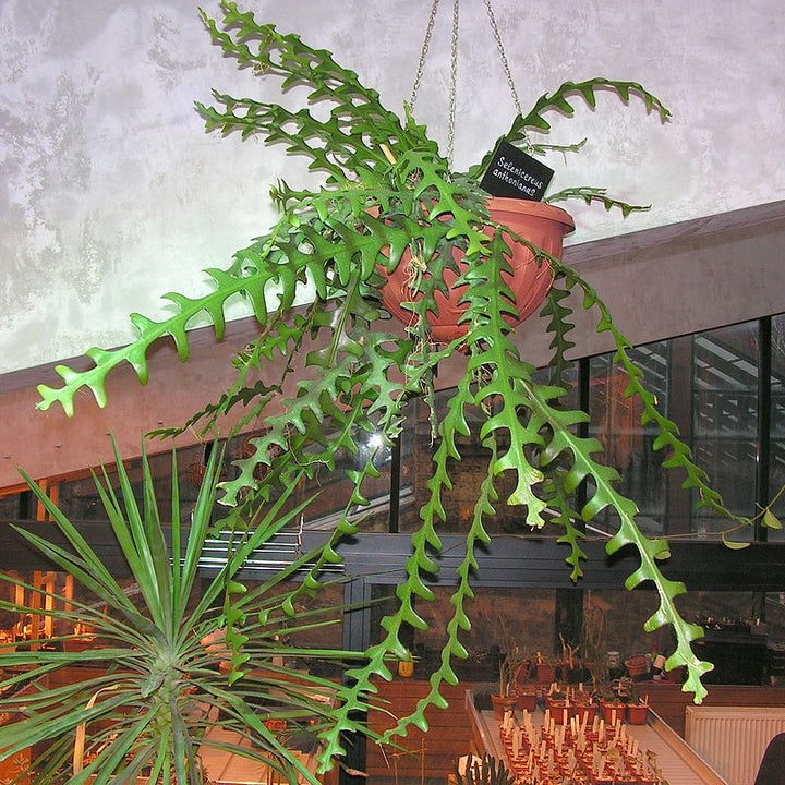 Cryptocereus anthonyanus ~ Ric Rac Cactus-ServeScape