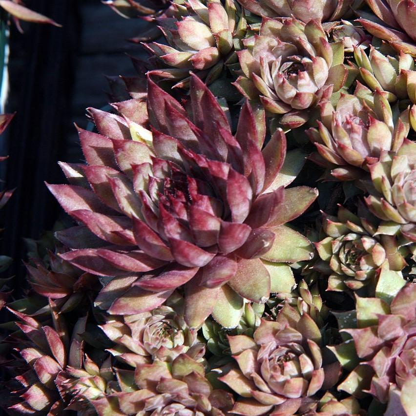 Sempervivum 'Red Beauty' ~ Red Beauty Hens and Chicks - Delivered By ServeScape