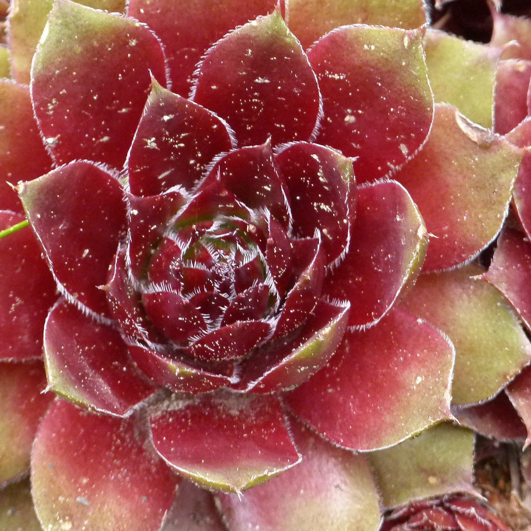 Sempervivum 'Red Heart' ~ Red Heart Hen's and Chicks, House Leek - Delivered By ServeScape