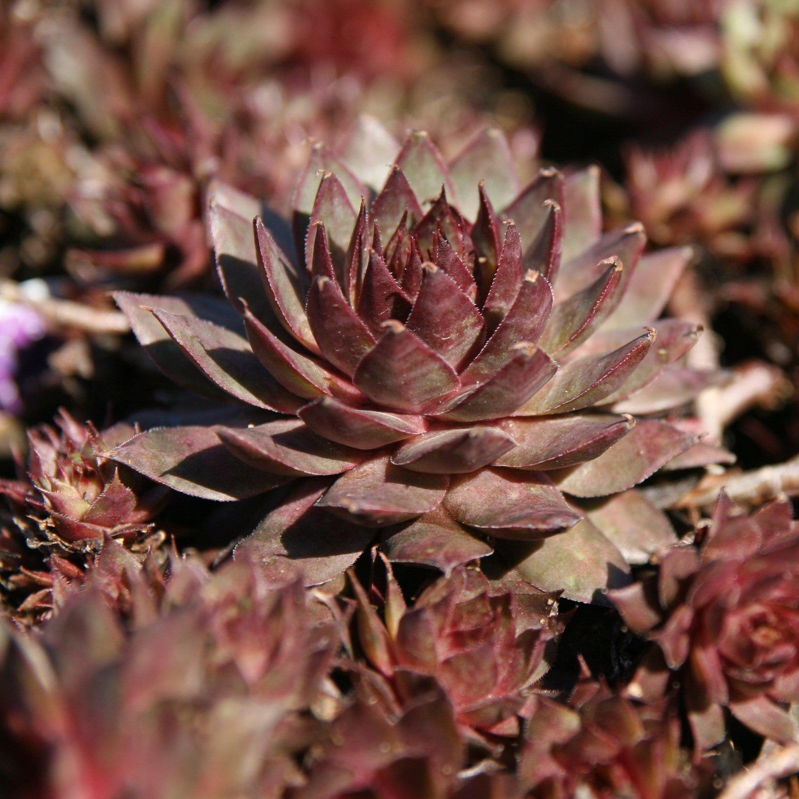 Sempervivum tectorum 'Red' ~ Red Hens and Chicks, Houseleek - Delivered By ServeScape